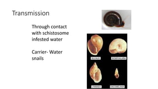 Transmission
Through contact
with schistosome
infested water
Carrier- Water
snails
 