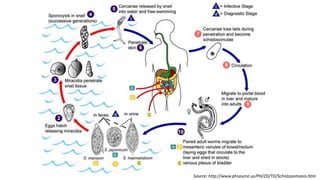 Source: http://www.phsource.us/PH/ZD/TD/Schistosomiasis.htm
 