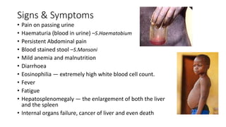 Signs & Symptoms
• Pain on passing urine
• Haematuria (blood in urine) –S.Haematobium
• Persistent Abdominal pain
• Blood stained stool –S.Mansoni
• Mild anemia and malnutrition
• Diarrhoea
• Eosinophilia — extremely high white blood cell count.
• Fever
• Fatigue
• Hepatosplenomegaly — the enlargement of both the liver
and the spleen
• Internal organs failure, cancer of liver and even death
 