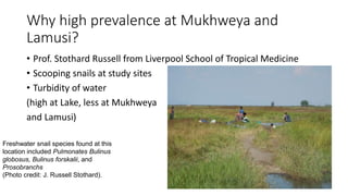 Why high prevalence at Mukhweya and
Lamusi?
• Prof. Stothard Russell from Liverpool School of Tropical Medicine
• Scooping snails at study sites
• Turbidity of water
(high at Lake, less at Mukhweya
and Lamusi)
Freshwater snail species found at this
location included Pulmonates Bulinus
globosus, Bulinus forskalii, and
Prosobranchs
(Photo credit: J. Russell Stothard).
 