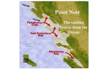 Pinot Noir
The cooling
breeze from the
Ocean
 