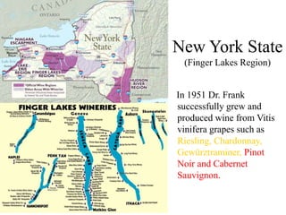 New York State
(Finger Lakes Region)
In 1951 Dr. Frank
successfully grew and
produced wine from Vitis
vinifera grapes such as
Riesling, Chardonnay,
Gewürztraminer, Pinot
Noir and Cabernet
Sauvignon.
 