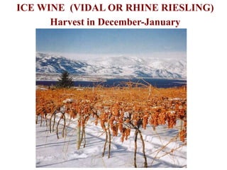 ICE WINE (VIDAL OR RHINE RIESLING)
Harvest in December-January
 