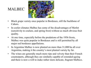 • Black grape variety once popular in Bordeaux, still the backbone of
Cahors.
• In cooler climates Malbec has some of the disadvantages of Merlot
(sensitivity to coulure, and spring frost) without as much obvious fruit
quality.
• At one time, especially before the predations of the 1956 frosts,
Malbec was quite popular in Bordeaux and is still permitted by all
major red bordeaux appellations.
• In Argentina Malbec is now planted on more than 31,000 ha all over
Argentina, making it the country’s most planted variety by far.
• The wines are generally much more ripe and velvety than their French
counterparts, although they are similarly capable of extended ageing
and there is now a will to make rather more delicate, fragrant Malbecs.
MALBEC
 