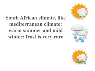 South African climate, like
mediterranean climate:
warm summer and mild
winter; frost is very rare
 