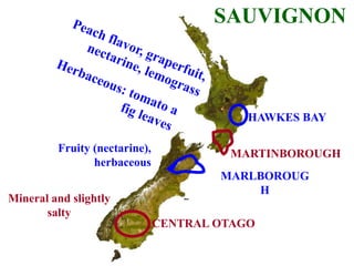 HAWKES BAY
MARTINBOROUGH
MARLBOROUG
H
CENTRAL OTAGO
SAUVIGNON
Fruity (nectarine),
herbaceous
Mineral and slightly
salty
 