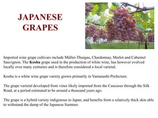 JAPANESE
GRAPES
Imported wine grape cultivars include Müller-Thurgau, Chardonnay, Merlot and Cabernet
Sauvignon. The Koshu grape used in the production of white wine, has however evolved
locally over many centuries and is therefore considered a local varietal.
Koshu is a white wine grape variety grown primarily in Yamanashi Prefecture.
The grape varietal developed from vines likely imported from the Caucasus through the Silk
Road, at a period estimated to be around a thousand years ago.
The grape is a hybrid variety indigenous to Japan, and benefits from a relatively thick skin able
to withstand the damp of the Japanese Summer.
 