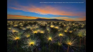 Winner, Wildflower Landscapes category:Photograph: Marcio Cabral, Alto Paraíso de Goiás, Goiás, Brazil
 