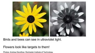 Birds and bees can see in ultraviolet light.
Flowers look like targets to them!
Photos: Andrew Davidhaz, Rochester Institute of Technology
 