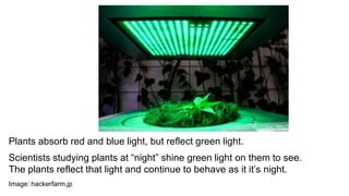 Plants absorb red and blue light, but reflect green light.
Scientists studying plants at “night” shine green light on them to see.
The plants reflect that light and continue to behave as it it’s night.
Image: hackerfarm.jp
 