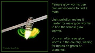 Photo by John Tyler
Female glow worms use
bioluminescence to find a
mate.
Light pollution makes it
harder for male glow worms
to find the female glow
worms.
You can often see glow
worms in the country, waiting
for mates on grass or
branches.
 
