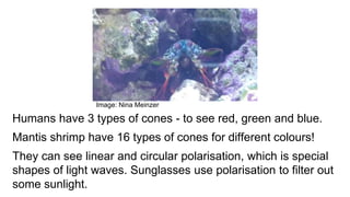 Humans have 3 types of cones - to see red, green and blue.
Mantis shrimp have 16 types of cones for different colours!
They can see linear and circular polarisation, which is special
shapes of light waves. Sunglasses use polarisation to filter out
some sunlight.
Image: Nina Meinzer
 