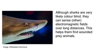 Although sharks are very
likely colour blind, they
can sense (other)
electromagnetic fields
over long distances. This
helps them find wounded
prey animals.
Image: Wikipedia Commons
 
