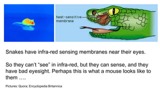 Snakes have infra-red sensing membranes near their eyes.
So they can’t “see” in infra-red, but they can sense, and they
have bad eyesight. Perhaps this is what a mouse looks like to
them ….
Pictures: Quora; Encyclopedia Britannica
 