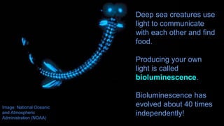 Deep sea creatures use
light to communicate
with each other and find
food.
Producing your own
light is called
bioluminescence.
Bioluminescence has
evolved about 40 times
independently!
Image: National Oceanic
and Atmospheric
Administration (NOAA)
 