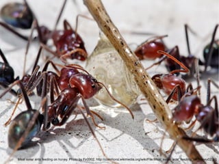 Meat eater ants feeding on honey. Photo by Fir0002. http://commons.wikimedia.org/wiki/File:Meat_eater_ants_feeding_on_honey02.jpg 