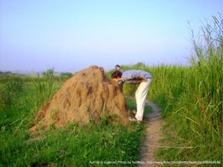 Ant hill in Uganda. Photo by fieldtripp. http://www.flickr.com/photos/fieldtripp/356664846/ 