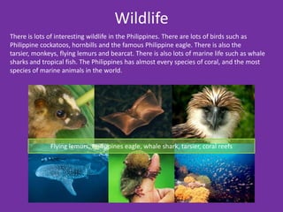 Wildlife
There is lots of interesting wildlife in the Philippines. There are lots of birds such as
Philippine cockatoos, hornbills and the famous Philippine eagle. There is also the
tarsier, monkeys, flying lemurs and bearcat. There is also lots of marine life such as whale
sharks and tropical fish. The Philippines has almost every species of coral, and the most
species of marine animals in the world.




              Flying lemurs, Philippines eagle, whale shark, tarsier, coral reefs
 