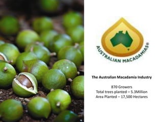 The Australian Macadamia Industry

            870 Growers
  Total trees planted – 5.3Million
  Area Planted – 17,500 Hectares
 