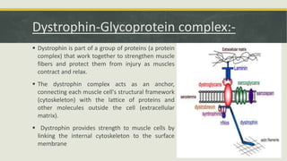 Dystrophin-Glycoprotein complex:-
 Dystrophin is part of a group of proteins (a protein
complex) that work together to strengthen muscle
fibers and protect them from injury as muscles
contract and relax.
 The dystrophin complex acts as an anchor,
connecting each muscle cell's structural framework
(cytoskeleton) with the lattice of proteins and
other molecules outside the cell (extracellular
matrix).
 Dystrophin provides strength to muscle cells by
linking the internal cytoskeleton to the surface
membrane
 