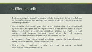 Its Effect on cell:-
 Dystrophin provides strength to muscle cells by linking the internal cytoskeleton
to the surface membrane. Without this structural support, the cell membrane
becomes permeable.
 Mitochondrial dysfunction gives rise to an amplification of stress-induced
cytosolic calcium signals and an amplification of stress-induced reactive-oxygen
species production. In a complex cascading process that involves several
pathways and increased oxidative stress within the cell damages
the sarcolemma and eventually results in the death of the cell.
 As components from outside the cell are allowed to enter the internal pressure
of the cell increases until the cell bursts and dies.
 Muscle fibers undergo necrosis and are ultimately replaced
with adipose and connective tissue.
 