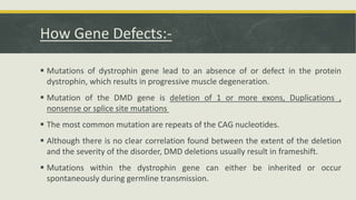 How Gene Defects:-
 Mutations of dystrophin gene lead to an absence of or defect in the protein
dystrophin, which results in progressive muscle degeneration.
 Mutation of the DMD gene is deletion of 1 or more exons, Duplications ,
nonsense or splice site mutations
 The most common mutation are repeats of the CAG nucleotides.
 Although there is no clear correlation found between the extent of the deletion
and the severity of the disorder, DMD deletions usually result in frameshift.
 Mutations within the dystrophin gene can either be inherited or occur
spontaneously during germline transmission.
 