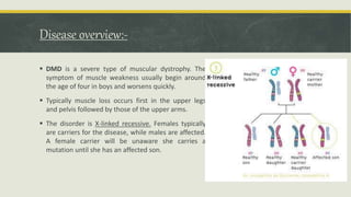 Disease overview:-
 DMD is a severe type of muscular dystrophy. The
symptom of muscle weakness usually begin around
the age of four in boys and worsens quickly.
 Typically muscle loss occurs first in the upper legs
and pelvis followed by those of the upper arms.
 The disorder is X-linked recessive. Females typically
are carriers for the disease, while males are affected.
A female carrier will be unaware she carries a
mutation until she has an affected son.
 