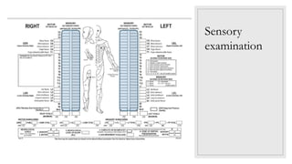 International standards for neurological classification of spinal cord ...
