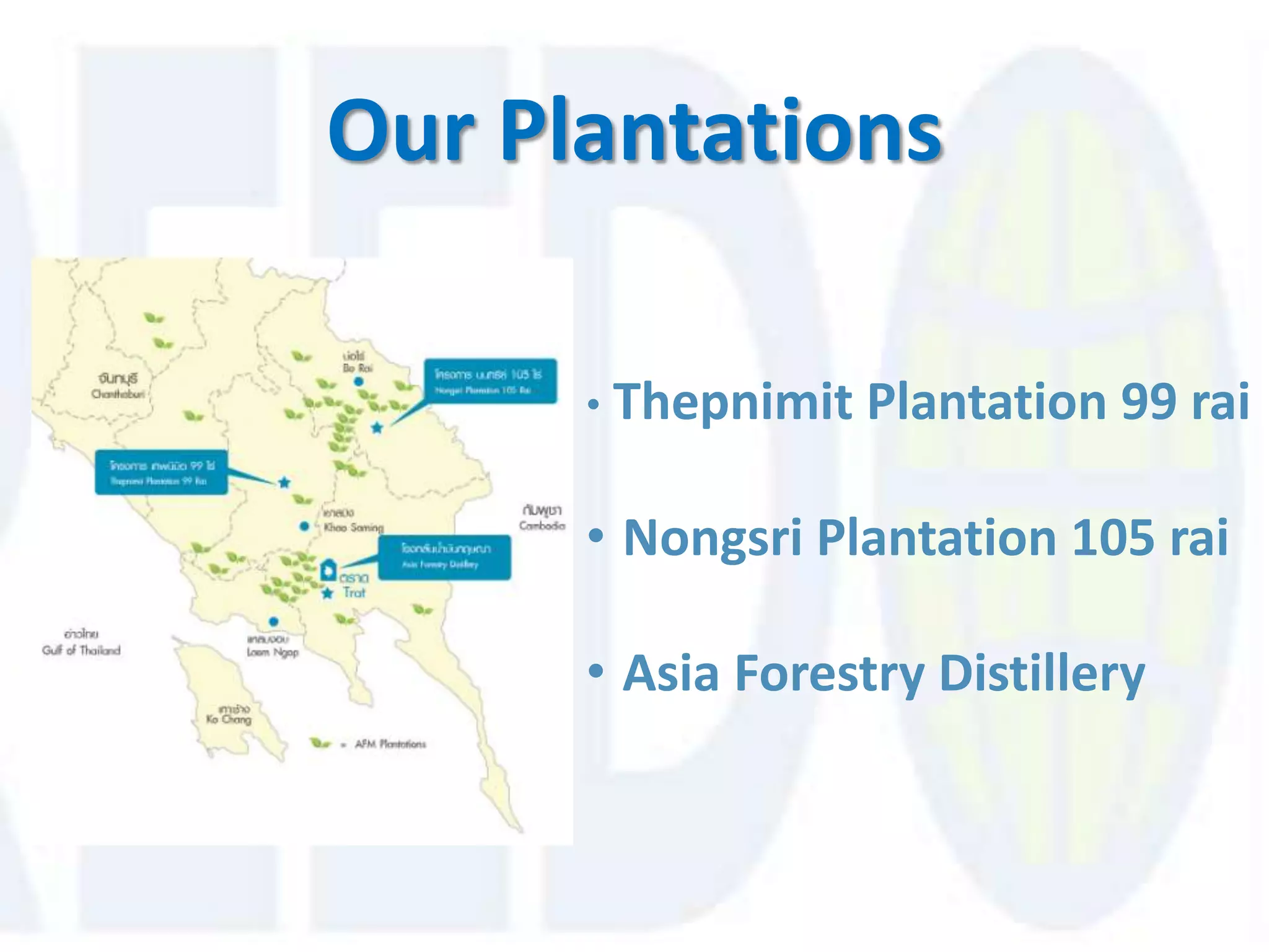 Our Plantations

      • Thepnimit   Plantation 99 rai

      • Nongsri Plantation 105 rai

      • Asia Forestry Distillery
 