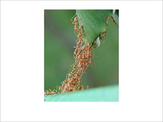 Internet Em 3 Cliques