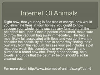 Right now, that your dog is flea free of charge, how would
you eliminate fleas in your home? You ought to now
vacuum your whole home such as any furniture that the
pet offers laid upon. Once a person vacuumed, make sure
to throw the vacuum bag away immediately. The bag is
most likely full associated with fleas and you don’t want to
consider the possibility of them in some way finding their
own way from the vacuum. In case your pet includes a pet
mattress, wash this completely or even discard it and
purchase a brand new one. Every other bedding, bath
towels, and rugs that the pet may be on should also be
cleaned out.
For more detail http://www.internet-of-animals.org/?cat=6
 
