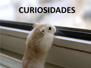 CURIOSIDADES
 