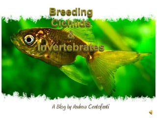 Breeding Cichlids  &  Invertebrates A Blog by Andrew Centofanti 