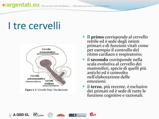 I tre cervelli Il  primo  corrisponde al cervello rettile ed è sede degli istinti primari e di funzioni vitali come per esempio il controllo del ritmo cardiaco e respiratorio;  il  secondo  corrisponde nella scala evolutiva al cervello dei mammiferi, specie di quelli più antichi ed è coinvolto nell'elaborazione delle emozioni;  il  terzo , più recente, è esclusivo dei primati ed è sede di tutte le funzioni cognitive e razionali. 