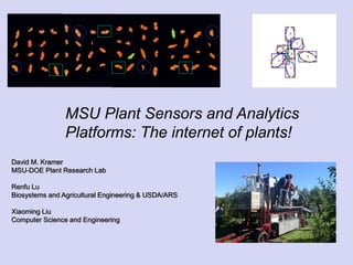 MSU Plant Sensors and Analytics
Platforms: The internet of plants!
David M. Kramer
MSU-DOE Plant Research Lab
Renfu Lu
Biosystems and Agricultural Engineering & USDA/ARS
Xiaoming Liu
Computer Science and Engineering
 
