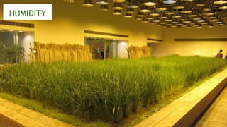 HUMIDITY Photo by: Cecilia Macaulay | Parsona Group Inc
 