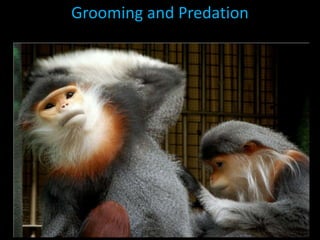 Grooming and Predation