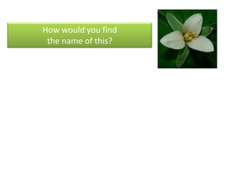 How would you find the name of this? White flower with 3 pedals and yellow center