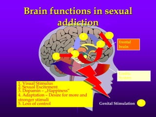 Brain functions in sexual
          addiction
                                4         5

                                      3         frontal
                                                brain
                            2
                  1



                                                Limbic
                                                System
1. Visual Stimulus
2. Sexual Excitement
3. Dopamin – „Happiness“
4. Adaptation – Desire for more and
stronger stimuli
5. Loss of control                    Genital Stimulation   2
 