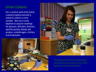 Urine Culture
For a routine well child check,
a patient (potty trained) is
asked to collect a urine
sample. We use a urine
dipstick to acquire readings
for glucose, bilirubin, ketones,
specific gravity, blood, pH,
protein, urobilinogen, nitrites,
and leukocytes.
The pictures show me preparing a
dip stick by covering the stick with
patient urine and reading it.
 