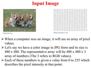 Input Image
 When a computer sees an image, it will see an array of pixel
values.
 Let's say we have a color image in JPG form and its size is
480 x 480. The representative array will be 480 x 480 x 3
array of numbers (The 3 refers to RGB values).
 Each of these numbers is given a value from 0 to 255 which
describes the pixel intensity at that point.
 