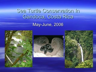 Sea Turtle Conservation In Gandoca, Costa Rica May-June, 2006 