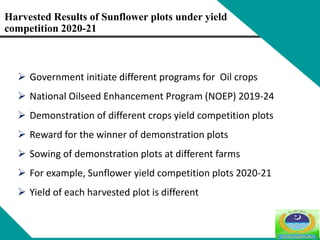 Harvested Results of Sunflower plots under yield
competition 2020-21
 Government initiate different programs for Oil crops
 National Oilseed Enhancement Program (NOEP) 2019-24
 Demonstration of different crops yield competition plots
 Reward for the winner of demonstration plots
 Sowing of demonstration plots at different farms
 For example, Sunflower yield competition plots 2020-21
 Yield of each harvested plot is different
 