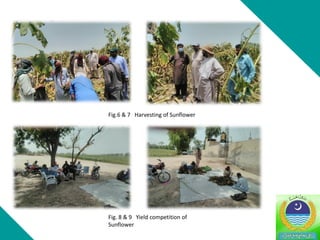 Fig.6 & 7 Harvesting of Sunflower
Fig. 8 & 9 Yield competition of
Sunflower
 