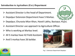 Introduction to Agriculture (Ext.) Department
 Assistant Director is the head of Department.
 Depalpur Extension Department have 5 Markaz.
 Depalpur, Churasta Mian Khan, Haveli Lakha, Basirpur, Hujra.
 Assistant Director use approach to Agriculture Officer.
 Who is working at Markaz level.
 All 5 markaz have 42 Field Assistant.
 And 5 markaz have 26 baildar.
Fig. 1 Extension Department Depalpur
 