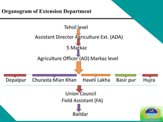 Tehsil level
Assistant Director Agriculture Ext. (ADA)
5 Markaz
Agriculture Officer (AO) Markaz level
Depalpur Churasta Mian Khan Haveli Lakha Basir pur Hujra
Union Council
Field Assistant (FA)
Baildar
Organogram of Extension Department
 