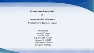 Welcome to my Presentation
on
Induced Breeding technique of
Common Carp( Cyprinous carpio)
Presented by,
Jannatul Ferdush
Roll No: 2006
Reg. No:2016-814-260
Session: 2016-2017
Department of Fisheries
University of Dhaka
1
 
