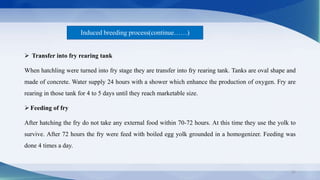 Induced breeding process(continue……)
 Transfer into fry rearing tank
When hatchling were turned into fry stage they are t...