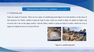 Infrastructure of hatchery (continue………….)
 Conditioning tank:
Tanks are made of concrete. There are two types of conditi...