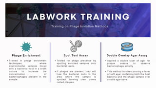 Spot Test Assay
Phage Enrichment Double Overlay Agar Assay
Trained in phage enrichment
techniques, where
environmental samples mixed
with a bacterial host in a broth
culture to increase the
concentration of
bacteriophages present in the
sample.
Tested for phage presence by
spotting enriched samples onto
bacterial lawns.
If phages are present, they will
lyse the bacterial cells in the
area where the sample is
spotted, forming clear zones
called plaques.
Applied a double layer of agar for
plaque assays to observe
bacteriophage activity
This method involves pouring a layer
of soft agar containing both the host
bacteria and the phage sample over
a solid agar base.
Training on Phage Isolation Methods
 